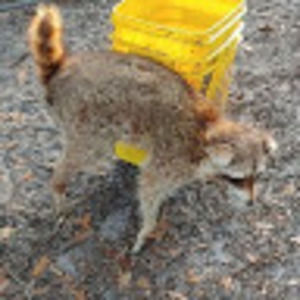 Meet your Posher, Brady